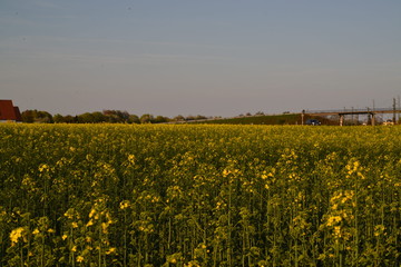 Blumenlandschaft