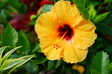 Orange, yellow and red hibiscus flower in bloom