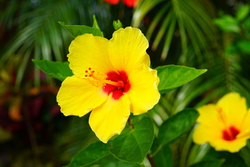 Orange, yellow and red hibiscus flower in bloom