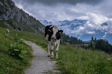 Cow in the alps