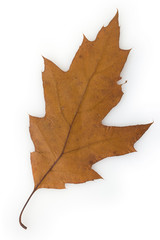 Northern red oak (Quercus rubra) leaf on white background.