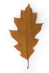 Northern red oak (Quercus rubra) leaf on white background.