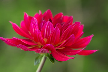 Side View of a Vibrant Pink Dahlia with a Green Background