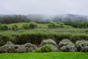 Fragrant lavender flower fields in the mist in Maui, Hawaii