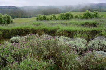 Fototapeta na wymiar Fragrant lavender flower fields in the mist in Maui, Hawaii