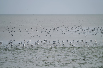Mövenkolonie im Wattenmeer - Stockfoto