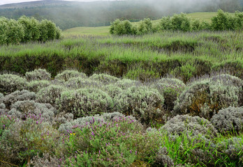 Fragrant lavender flower fields in the mist in Maui, Hawaii