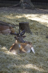 Sika deer jelen sika © Matej Snake Kolda