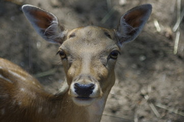 Sika deer jelen sika