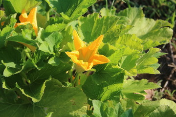 Zucchini bloom 