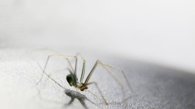 Ara&ntilde;a