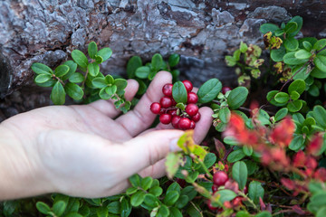 Cowberry berries growing on bush in hand, close-up