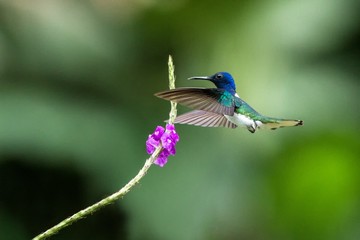White-necked jocobin hovering next to violet flower, bird in flight, tropical forest, Brazil, natural habitat, beautiful hummingbird sucking nectar, colorful background, clear background, wildlife 