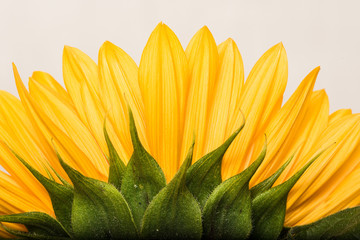 Sunflower, backside on white (c)Bob Bingham