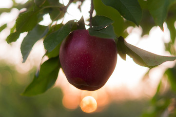 Apple on trees in fruit garden on sunset
