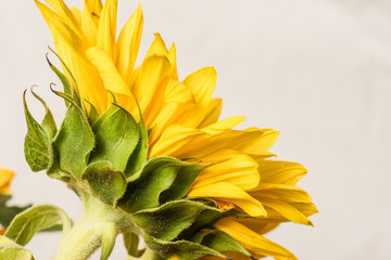 Sunflower, side on white (c)Bob Bingham