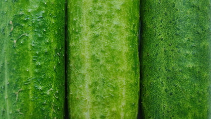 three cucumber texture background. Mature green cucumbers with pimples.