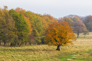 Autumn in a forest