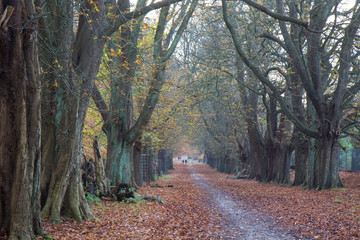 Obraz premium Autumn in a forest