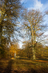 Autumn in a forest