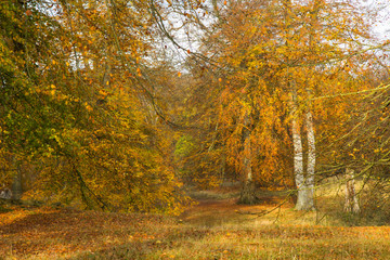 Fototapeta premium Autumn in a forest north of Copenhagen, Denmark