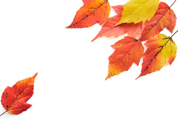 Tatarian maple leaves in autumn colors isolated on white background.