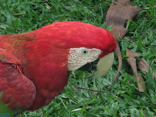 parrots