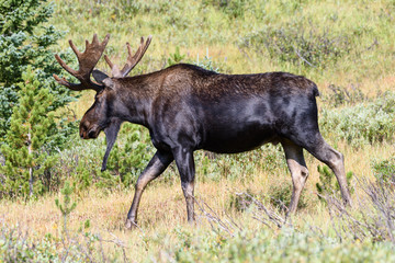 Naklejka na ściany i meble Wild Moose in the Rocky Mountains of Colorado