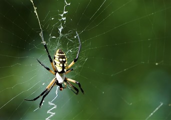 Black and yellow garden spider (Argiope aurantia) known as other names 'Writing Spider' or 'Banana Spider' or 'Corn Spider' on the web in the garden background, Summer in GA USA.