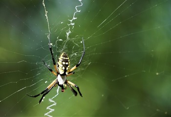 Black and yellow garden spider (Argiope aurantia) known as other names 'Writing Spider' or 'Banana Spider' or 'Corn Spider' on the web in the garden background, Summer in GA USA.