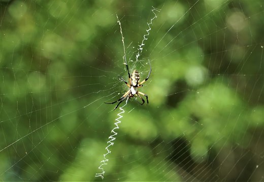Black and yellow garden spider (Argiope aurantia) known as other names 'Writing Spider' or 'Banana Spider' or 'Corn Spider' on the web in the garden background, Summer in GA USA.