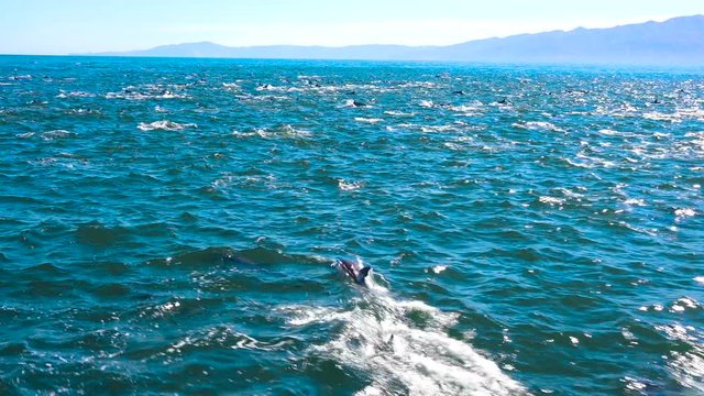 Thousands of dolphins migrate in a massive pod through the Channel Islands National Park.