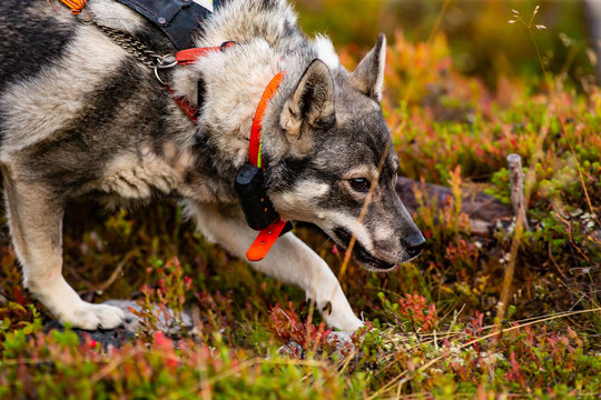 Hunting dog seeking prey in the wilderness