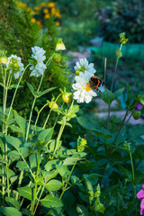 The Red Admiral (Vanessa atalanta) is a colorful butterfly, found in temperate Europe, Asia and...