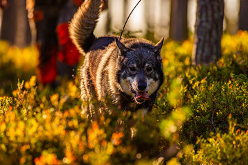 Hunter and hunting dogs chasing in the wilderness