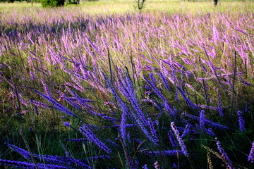 Fototapeta premium Field of feathers