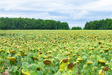 Dead sunflowers in field.