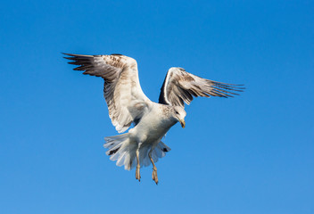 Seagull in flight against the blue sky. A beautiful moment of flight. Cape Town. False Bay. South Africa. 