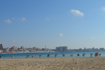 Marsa Matrouh