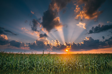 Summer Sunset Evening Above Countryside Rural Cornfield Landscape