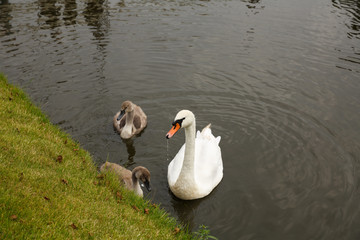 Obraz premium Swans