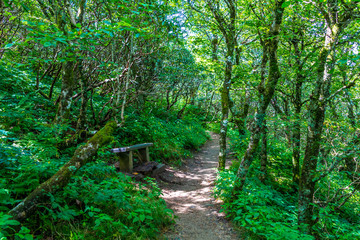 Trail Through Blue Ridge Mountains