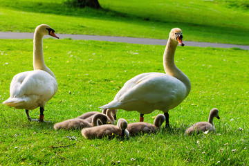 Family of swans in park