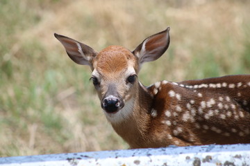 Fawn