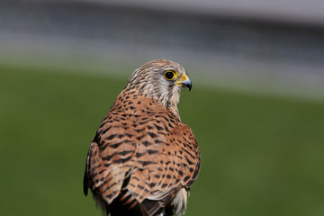 Obraz premium Turmfalke