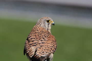 Turmfalke