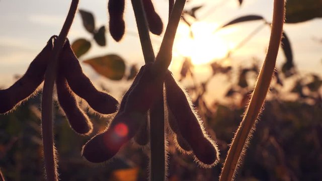 Back lit ripe soybean pods in field