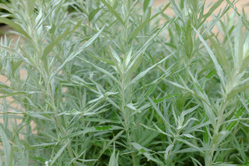 Artemisia lanata, Silver Queen