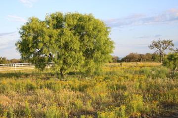Mesquite 