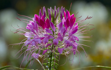Beautiful Cleome spinosa or Spider flower in the garden close up